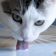 Delta Airlines passenger