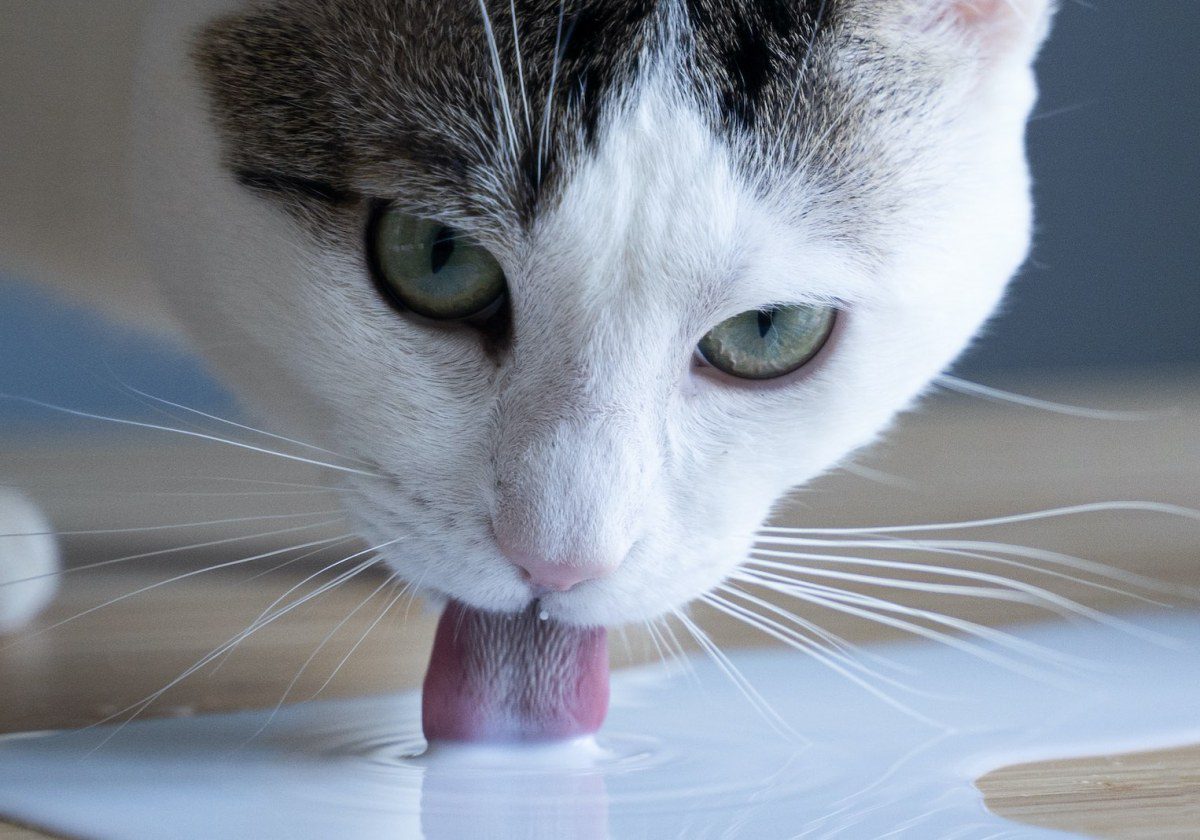 Delta Airlines Passenger Caught Breastfeeding Her Cat