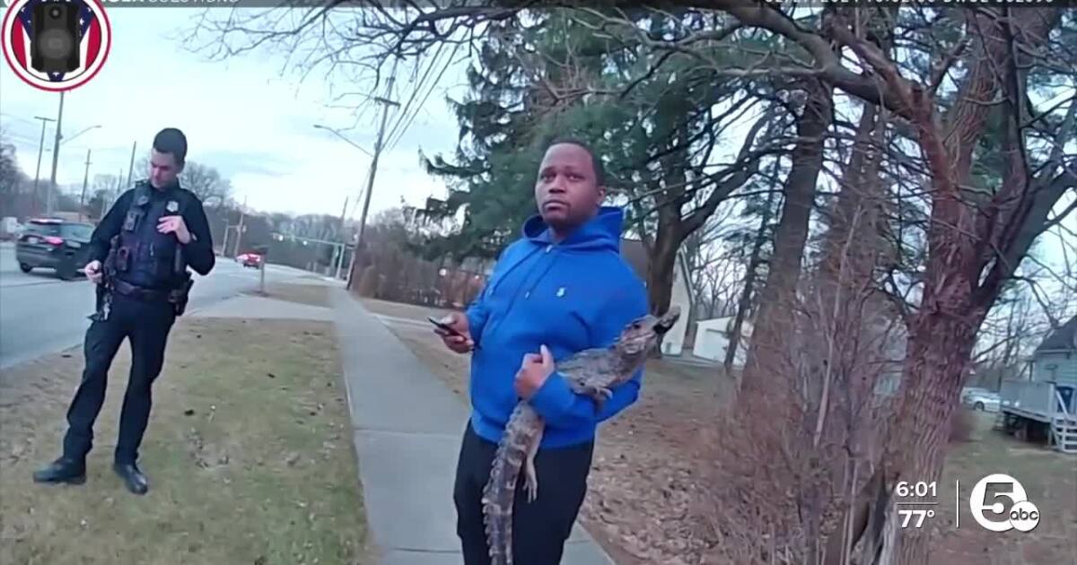 Shocking Overstep: Ohio Man Arrested for Taking His Gentle Dwarf Caiman on a Leash Walk